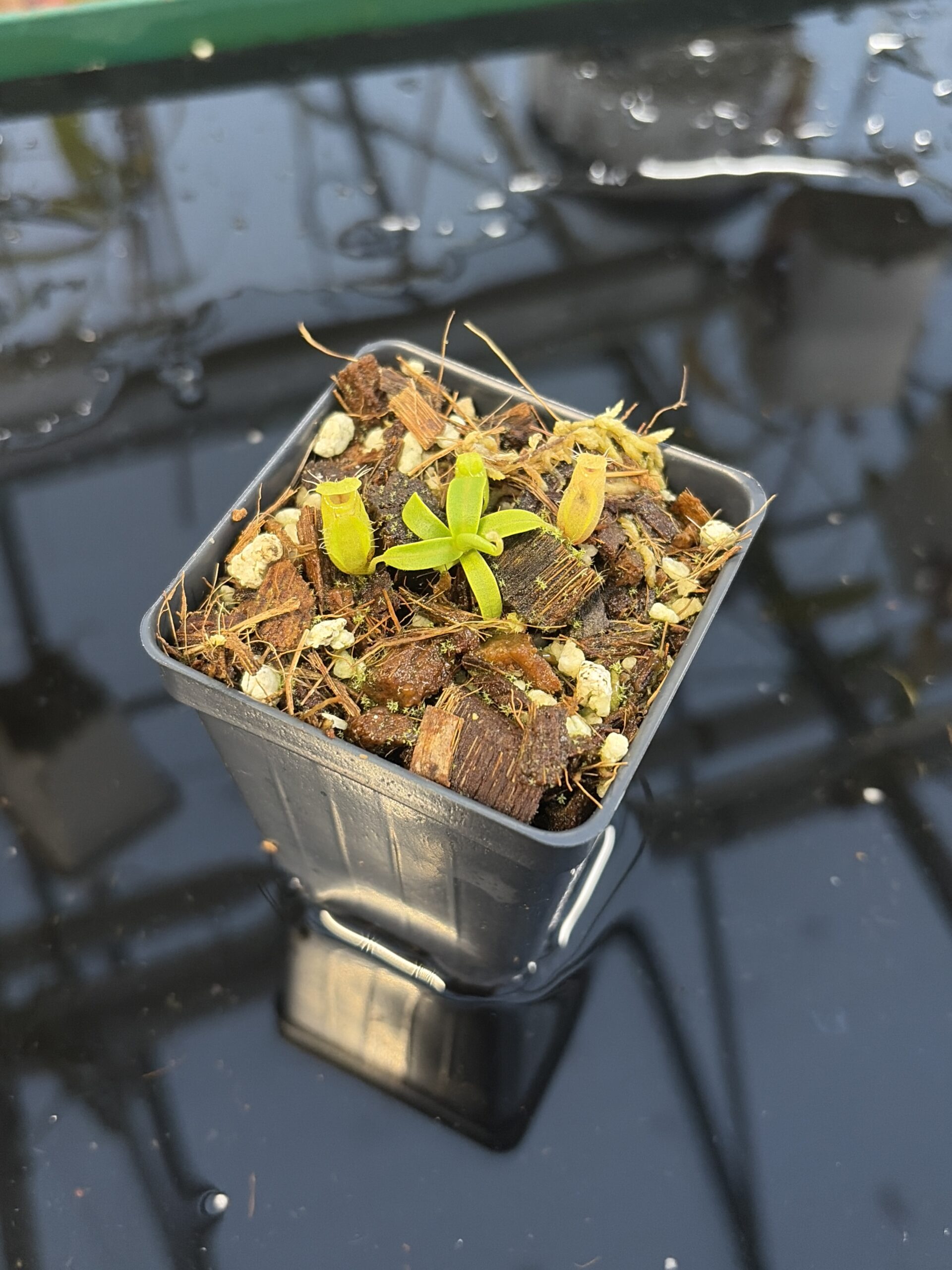 Close Up of Nepenthes undulatifolia | Florae Collaborative | FC-203.IC | H27191