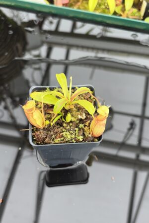 Close Up of Nepenthes undulatifolia (Sulawesi) | Andreas Wistuba | AW-RSC | H27117