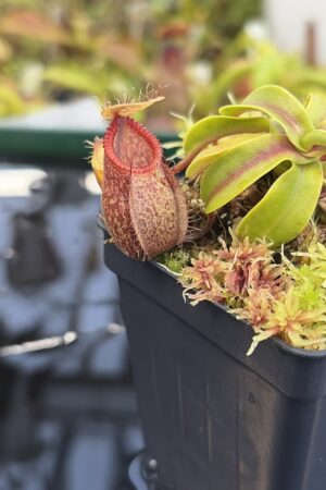 Close Up of Nepenthes undulatifolia x hamata | Andreas Wistuba | AW-01 | H27312