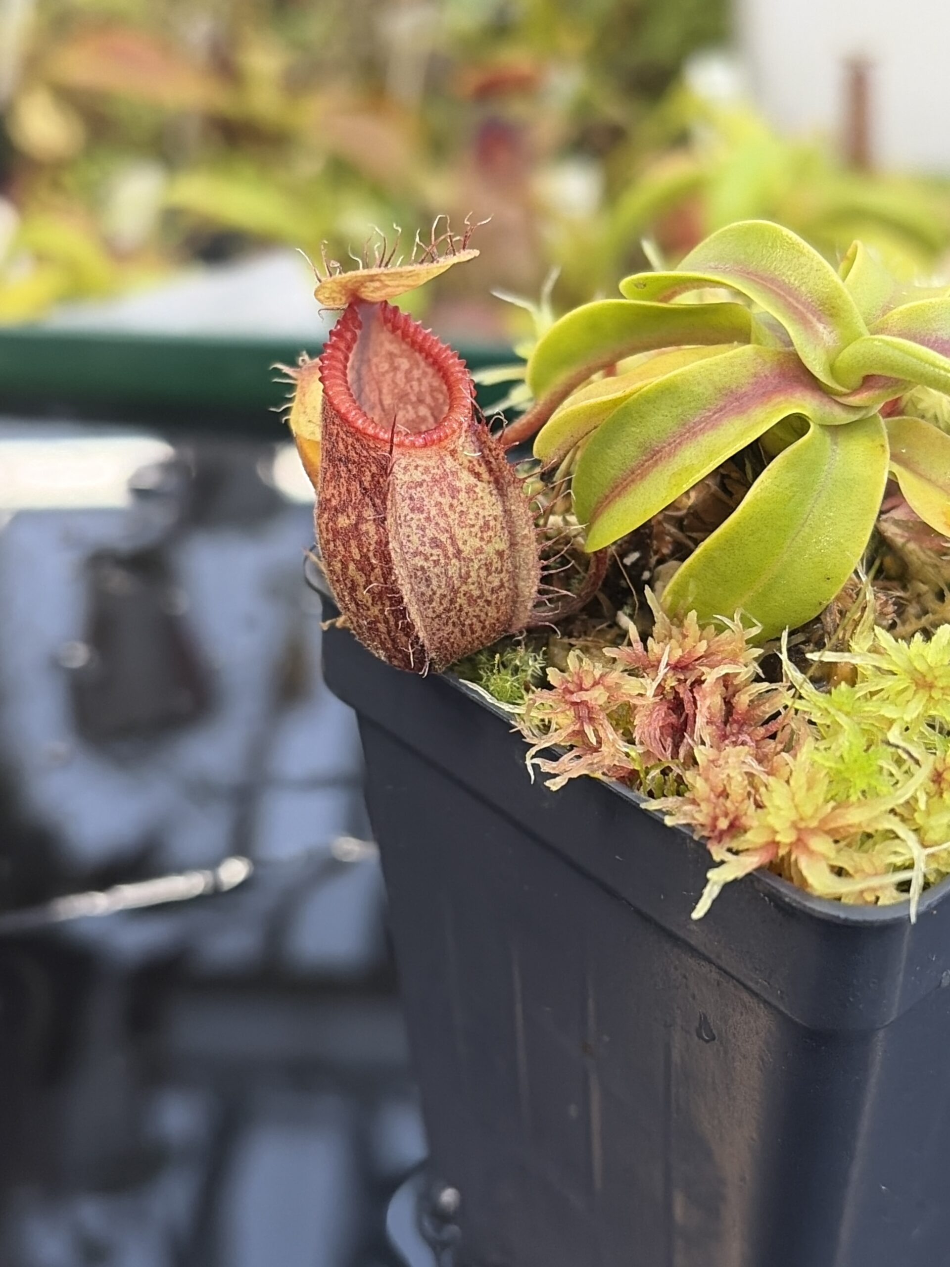 Close Up of Nepenthes undulatifolia x hamata | Andreas Wistuba | AW-01 | H27312