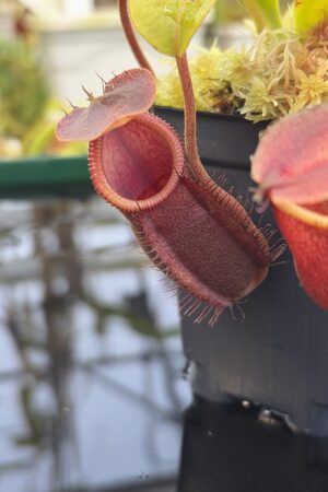 Close Up of Nepenthes undulatifolia x macrophylla | Andreas Wistuba | AW-ISC | H27313