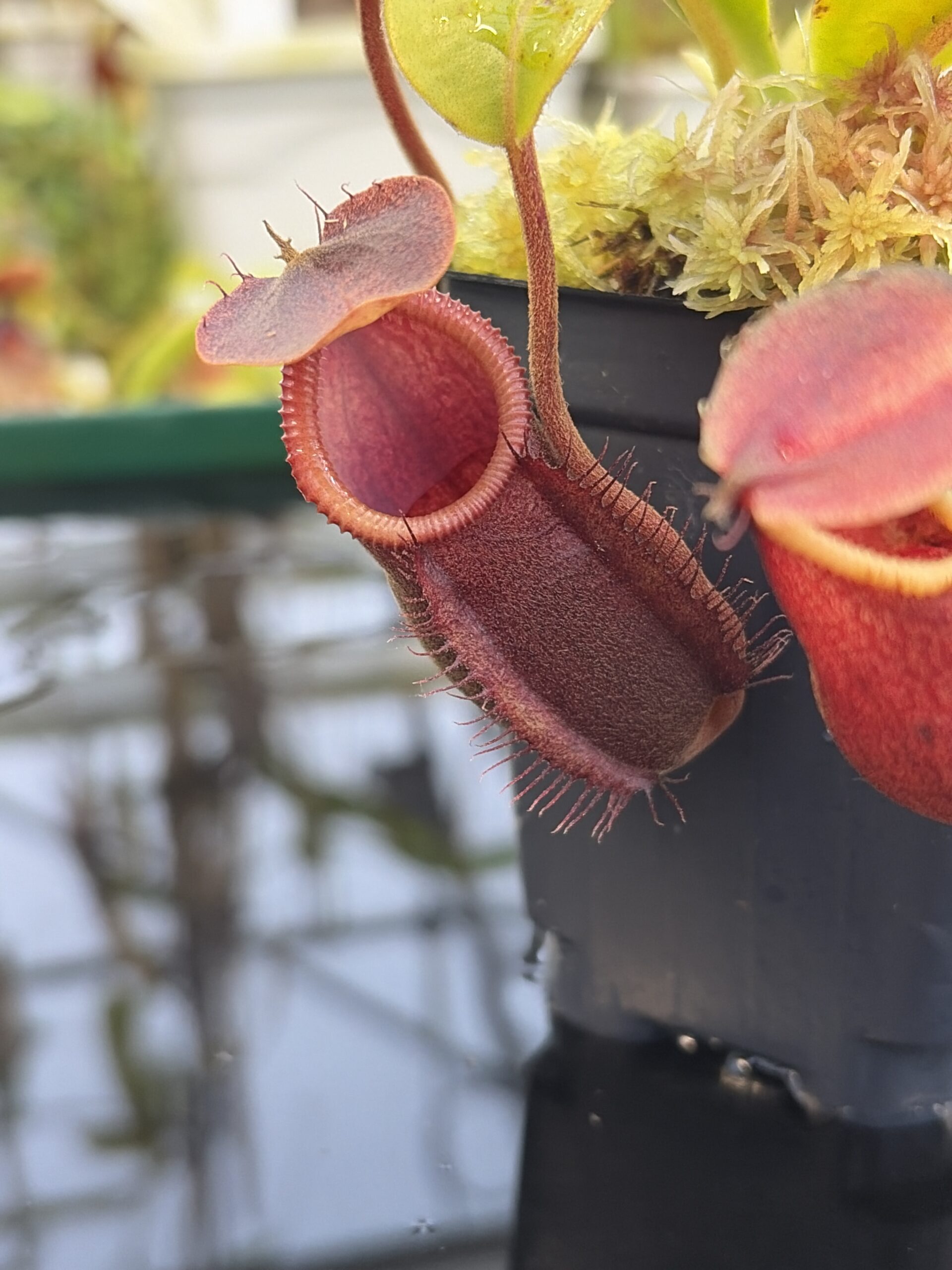 Close Up of Nepenthes undulatifolia x macrophylla | Andreas Wistuba | AW-ISC | H27313