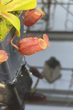 Close Up of Nepenthes undulatifolia x villosa | Andreas Wistuba | AW-ISC | H27440