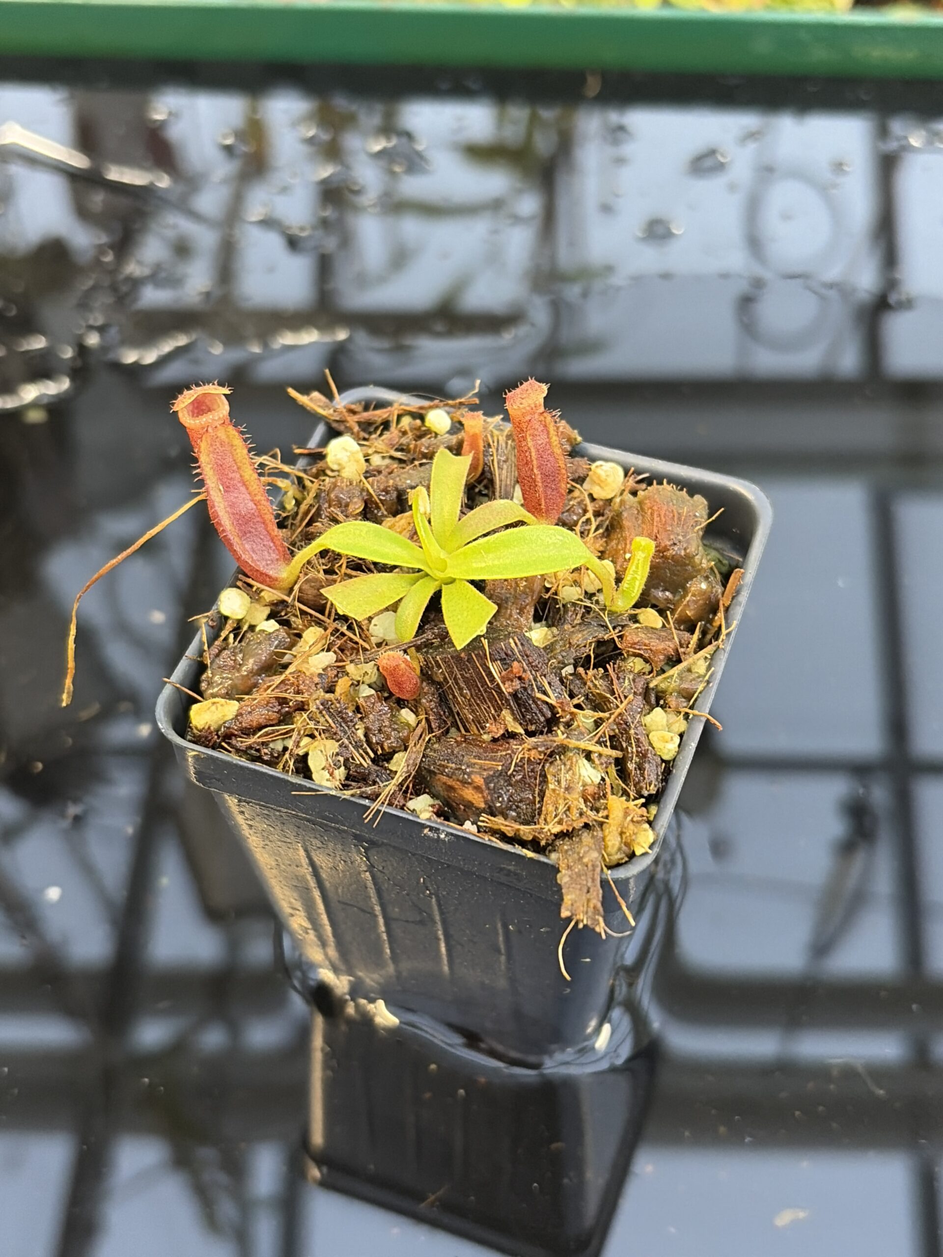 Close Up of Nepenthes (veitchi x lowii) x edwardsiana | Florae | Clone 5 | Florae Collaborative | FC-122.05 | IN27245