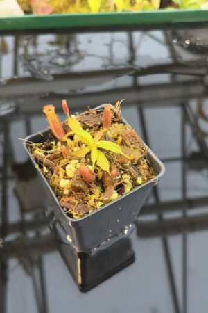 Close Up of Nepenthes (veitchi x lowii) x edwardsiana | Florae | Clone 5 | Florae Collaborative | FC-122.05 | IN27327