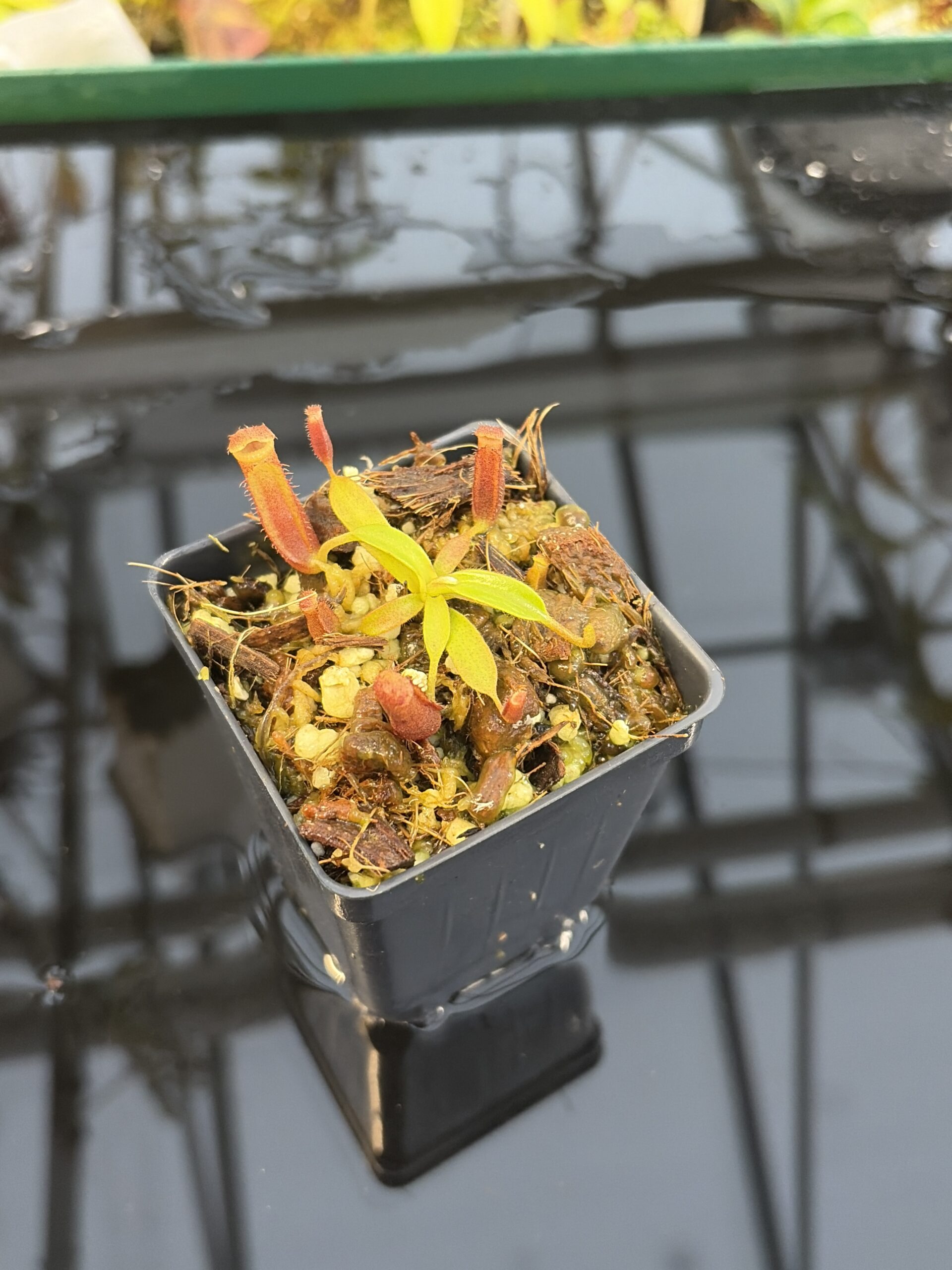 Close Up of Nepenthes (veitchi x lowii) x edwardsiana | Florae | Clone 5 | Florae Collaborative | FC-122.05 | IN27327