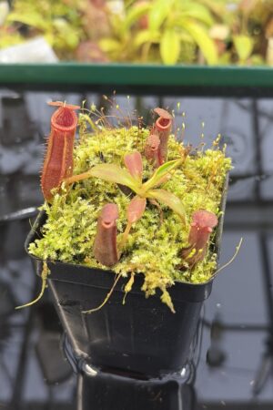 Close Up of Nepenthes (veitchi x lowii) x edwardsiana | Florae | Clone 5 | Florae Collaborative | FC-122.05 | IN27330