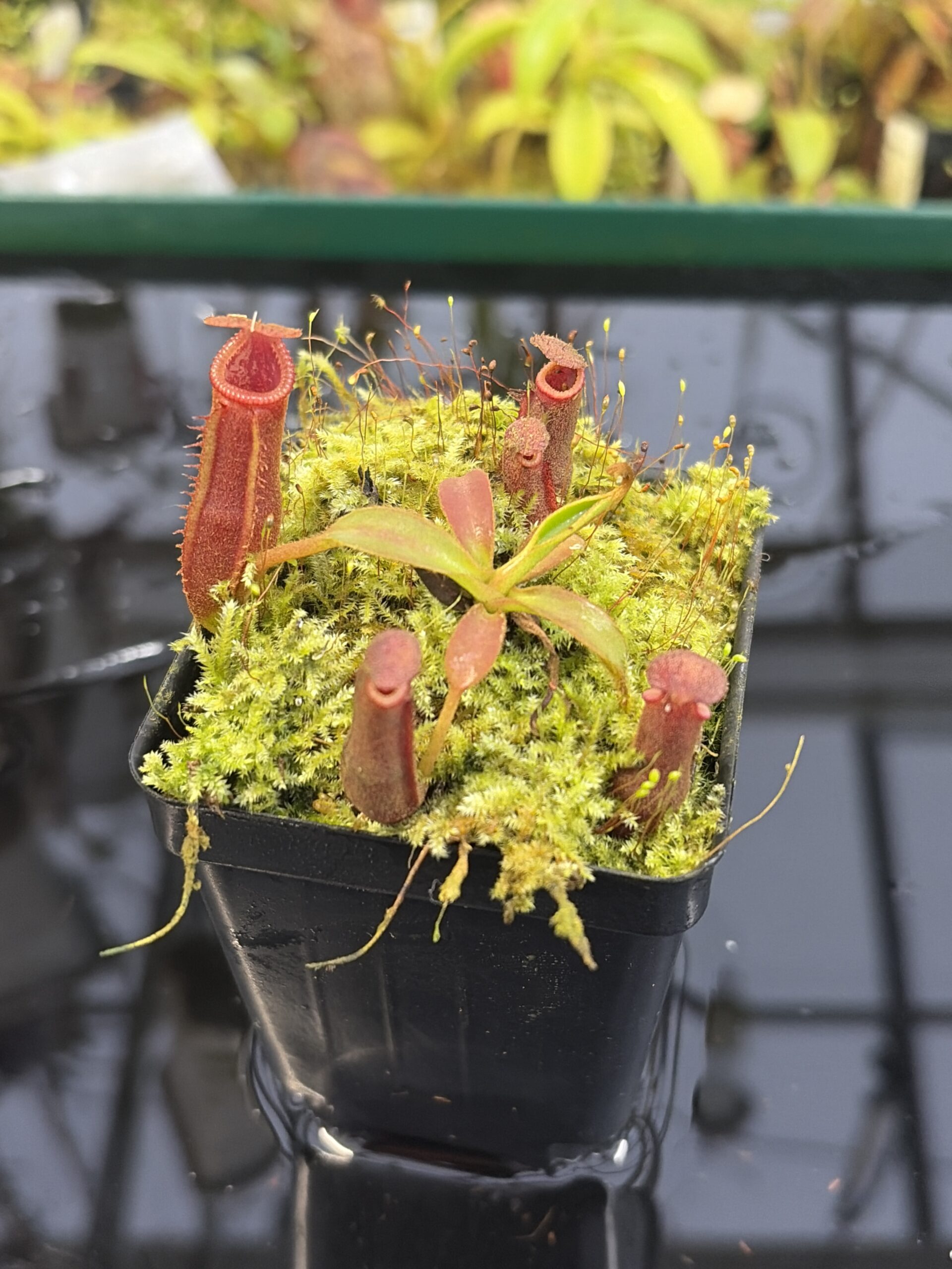 Close Up of Nepenthes (veitchi x lowii) x edwardsiana | Florae | Clone 5 | Florae Collaborative | FC-122.05 | IN27330
