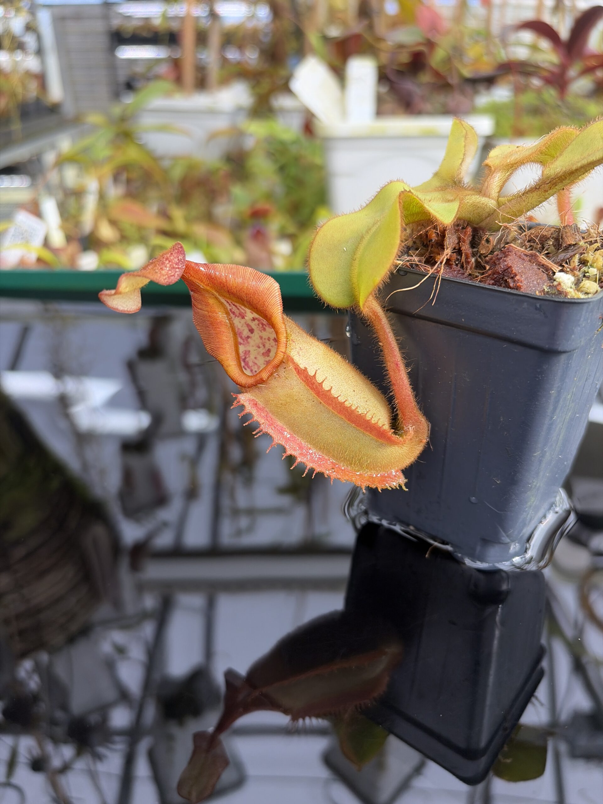 Close Up of Nepenthes veitchii | Borneo Exotics | BE-3734 | L27374