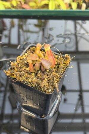Close Up of Nepenthes veitchii Murud, Striped x 'Candy' | Florae | Florae Collaborative | FC-23.03 | IN27061