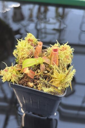 Close Up of Nepenthes veitchii (m) striped x macrophylla | Clone 6 | Jeremiah Harris | JH-362.06 | IN27326