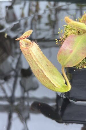 Close Up of Nepenthes (veitchii x boschiana) x (veitchii x boschiana) | JH | Florae | Jeremiah Harris | JH-386 | IN27355
