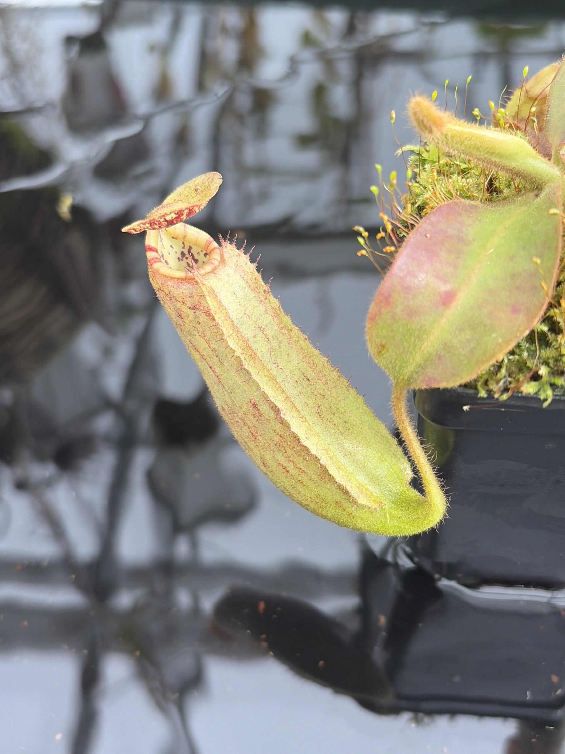 Close Up of Nepenthes (veitchii x boschiana) x (veitchii x boschiana) | JH | Florae | Jeremiah Harris | JH-386 | IN27355