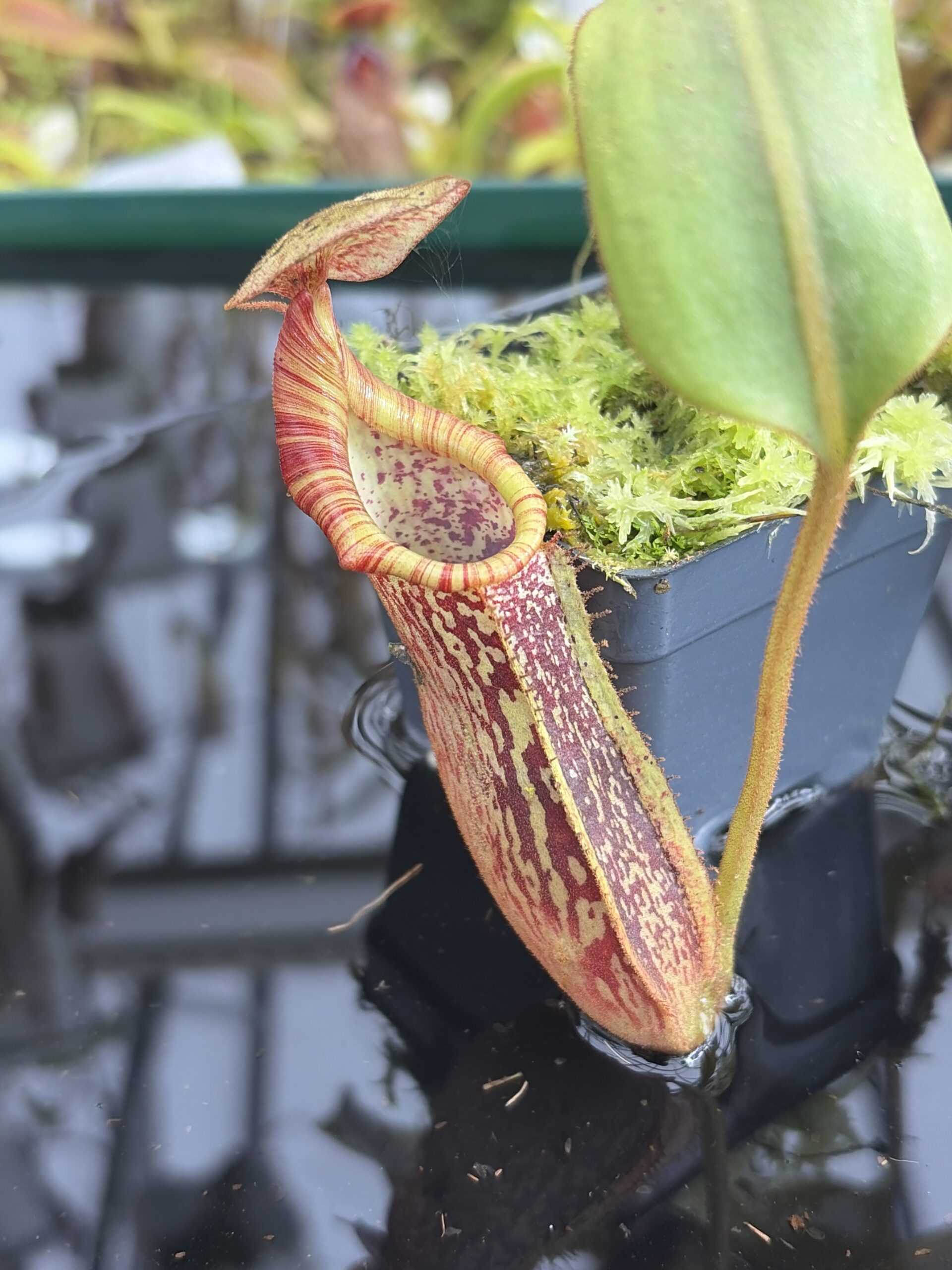 Close Up of Nepenthes (veitchii x burbidgeae) - H/L x stenophylla | Florae Collaborative | FC-189.01 | IN27356