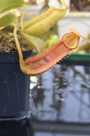 Close Up of Nepenthes veitchii x (burbidgeae x edwardsiana) | Borneo Exotics | BE-4053 | IN27234