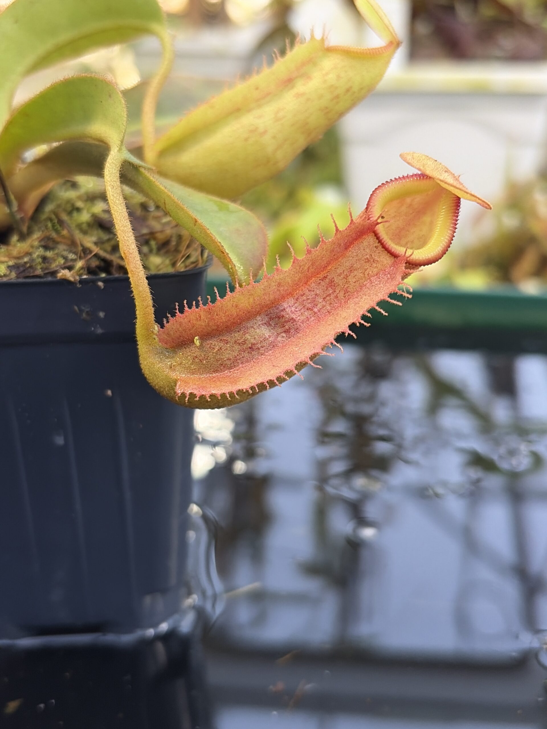 Close Up of Nepenthes veitchii x (burbidgeae x edwardsiana) | Borneo Exotics | BE-4053 | IN27234