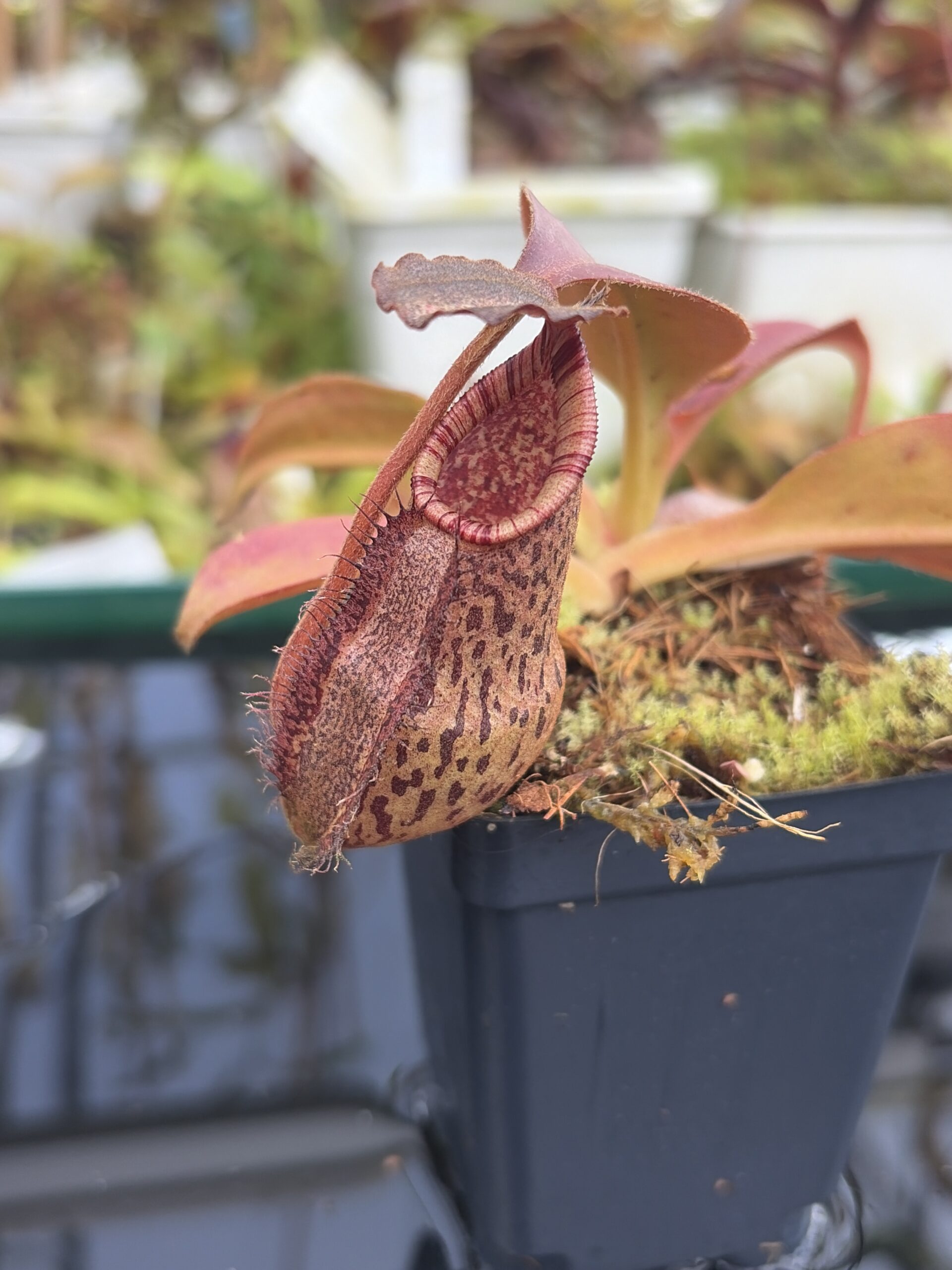 Close Up of Nepenthes veitchii x lowii female | Florae Collaborative | | IN27405