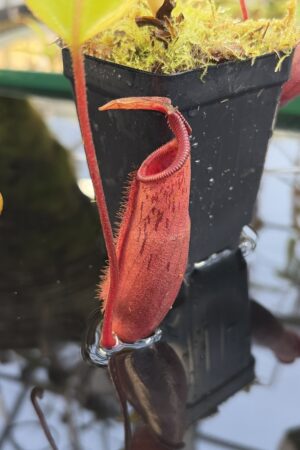Close Up of Nepenthes (veitchii x lowii) x mira | Borneo Exotics | BE-3910 | IN27251