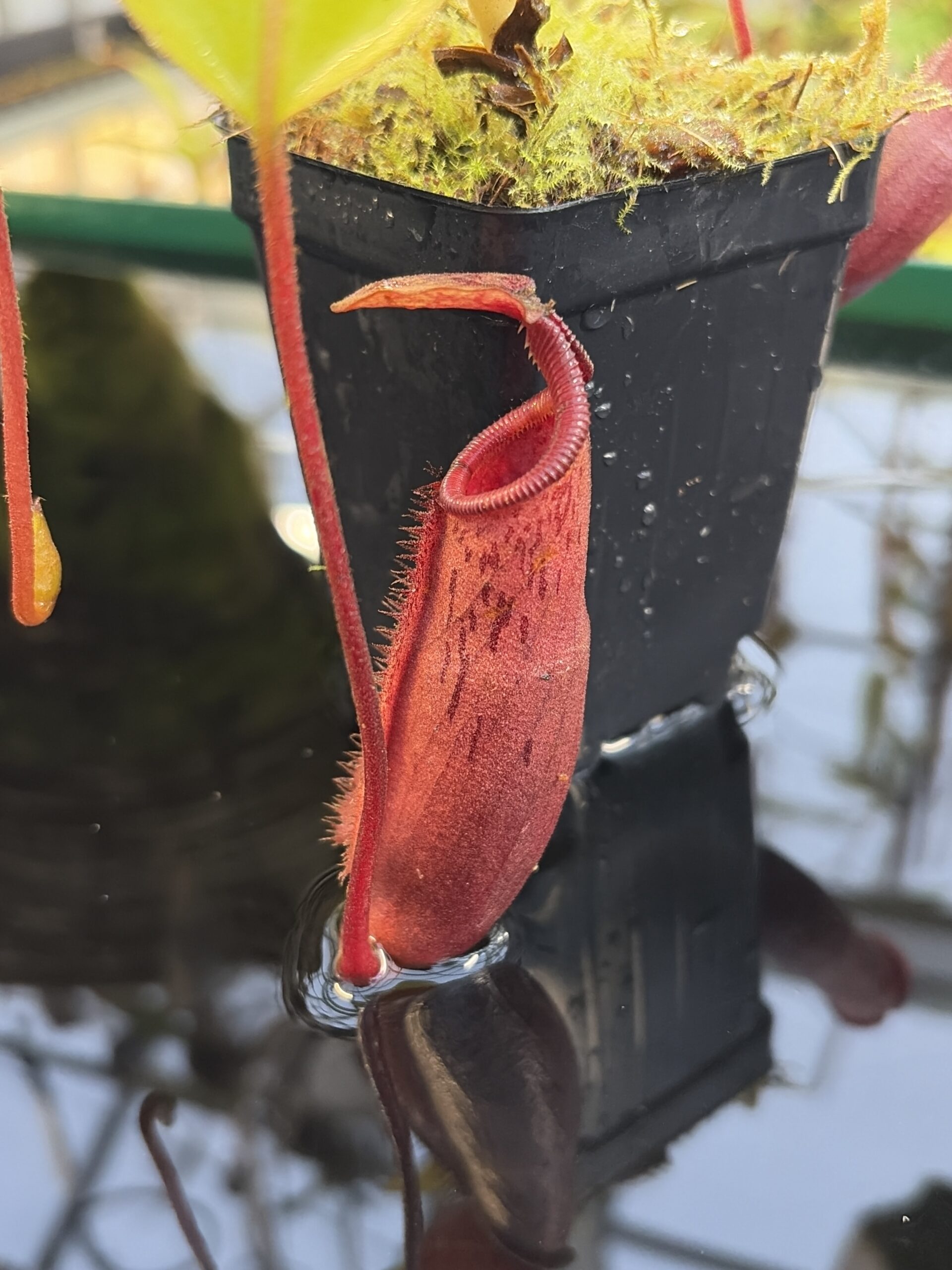 Close Up of Nepenthes (veitchii x lowii) x mira | Borneo Exotics | BE-3910 | IN27251