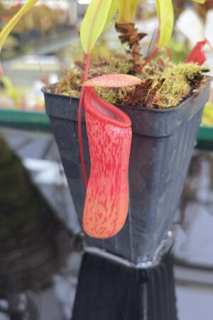 Close Up of Nepenthes ventricosa | Borneo Exotics | BE-3771 | IN27218