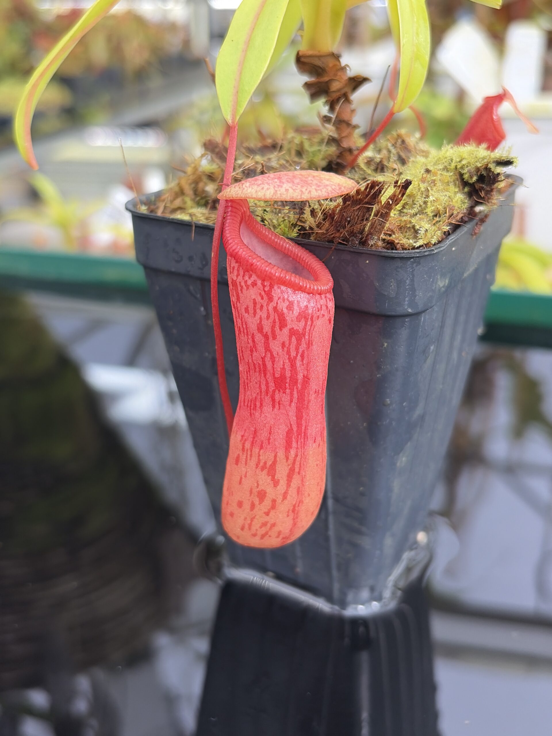 Close Up of Nepenthes ventricosa | Borneo Exotics | BE-3771 | IN27218