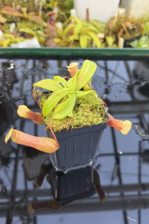 Close Up of Nepenthes ventricosa | Borneo Exotics | BE-3771 | IN27232
