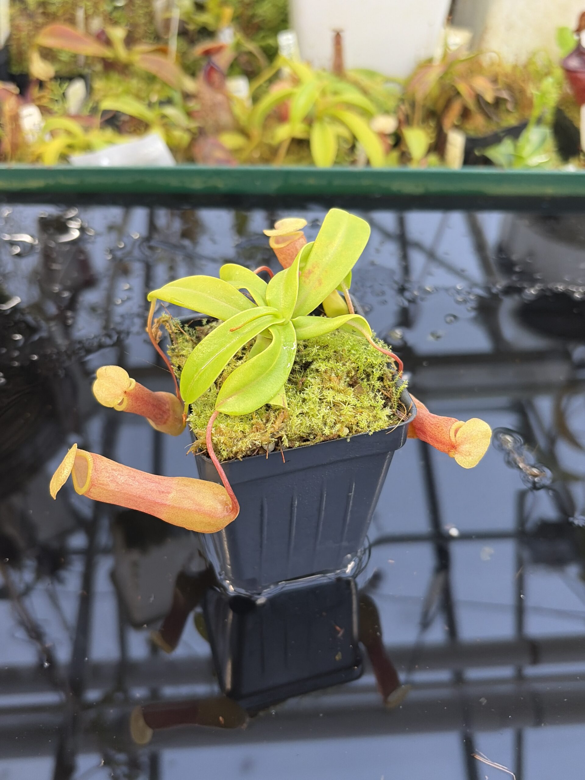 Close Up of Nepenthes ventricosa | Borneo Exotics | BE-3771 | IN27232