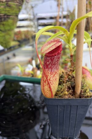 Close Up of Nepenthes ventricosa Madja-as | Borneo Exotics | BE-3278 | IN27212
