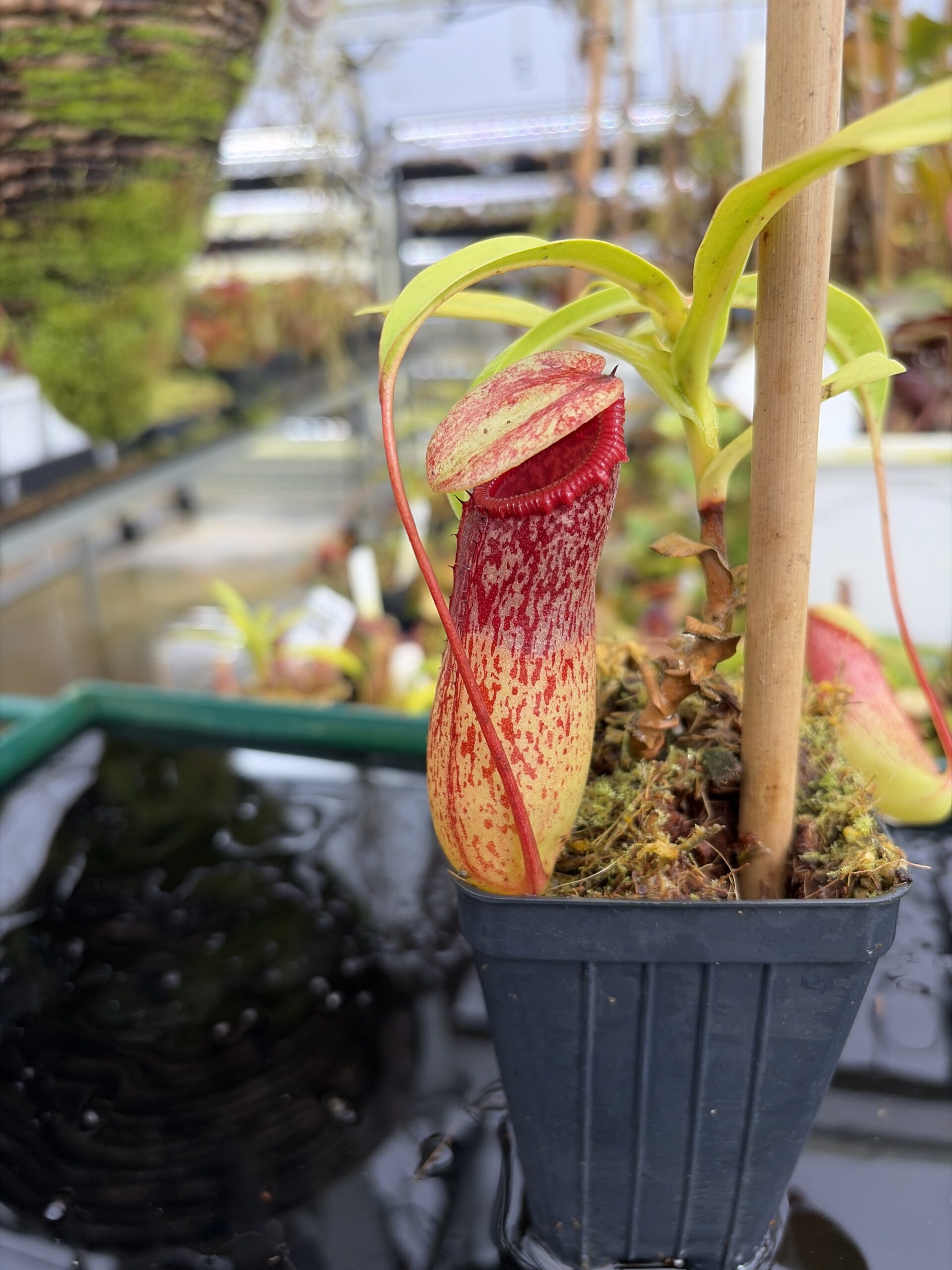 Close Up of Nepenthes ventricosa Madja-as | Borneo Exotics | BE-3278 | IN27212