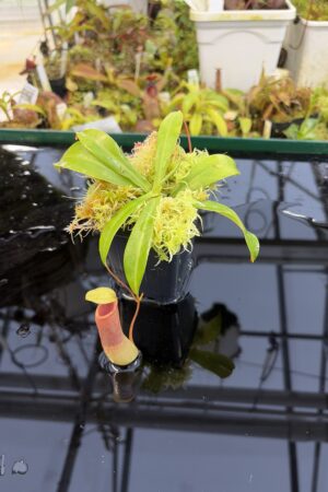 Close Up of Nepenthes ventricosa Porcelain / Alba | Andreas Wistuba | AW-01 | IN27328