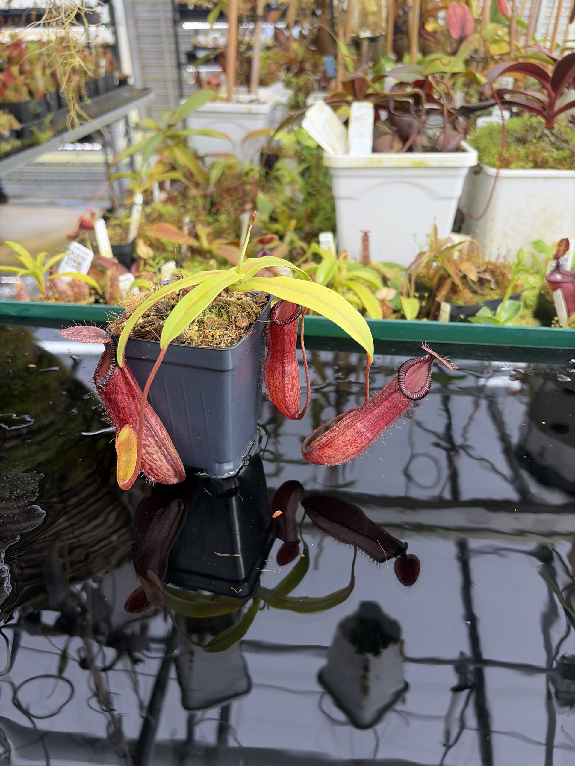 Close Up of Nepenthes ventricosa x hamata | Borneo Exotics | BE-3672 | IN27377