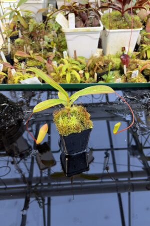Close Up of Nepenthes ventricosa x inermis | Florae Collaborative | | IN27261