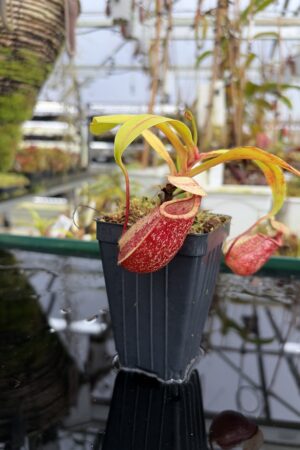 Close Up of Nepenthes ventricosa x rafflesiana | Borneo Exotics | BE-3733 | IN27213