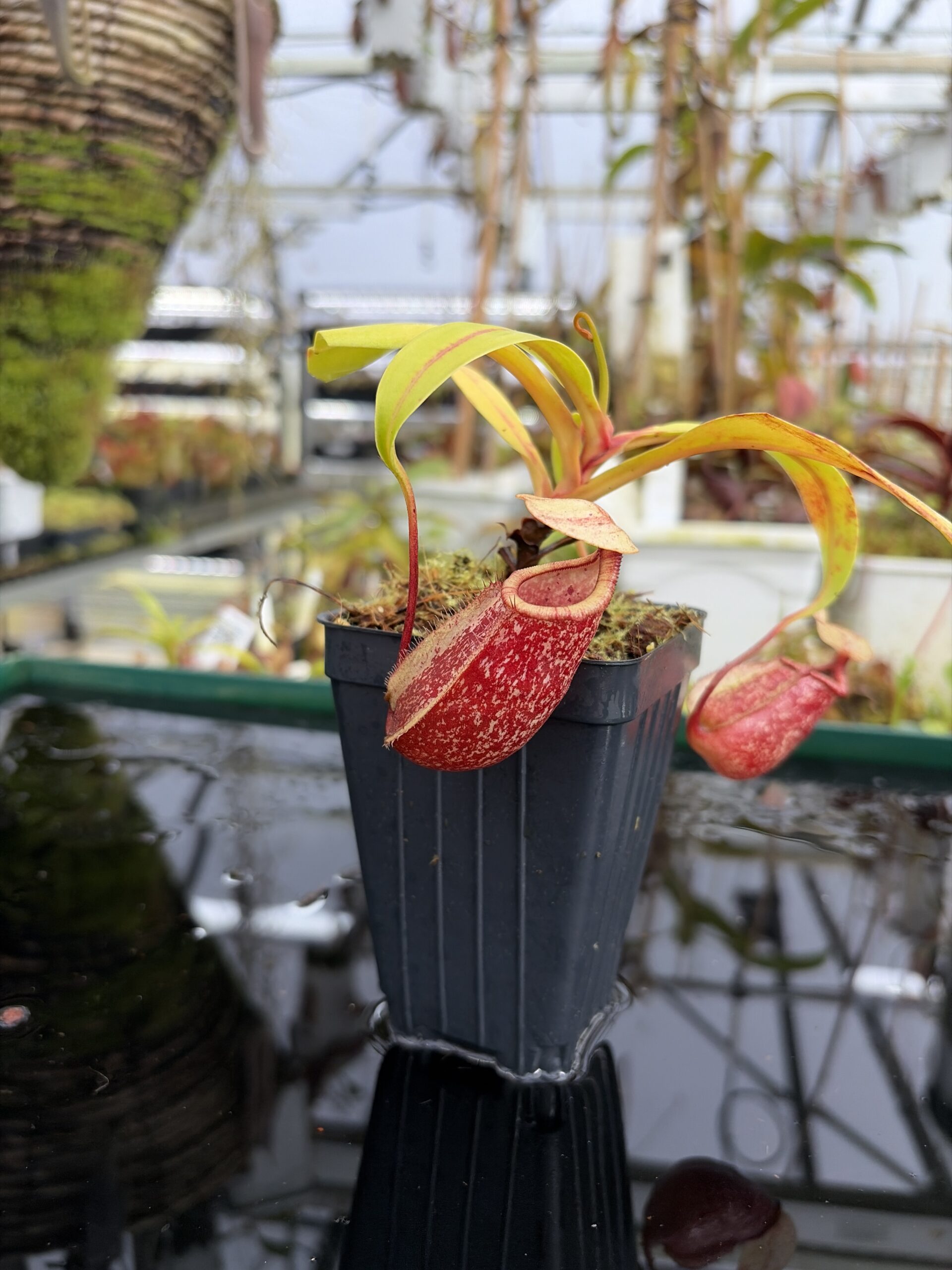 Close Up of Nepenthes ventricosa x rafflesiana | Borneo Exotics | BE-3733 | IN27213
