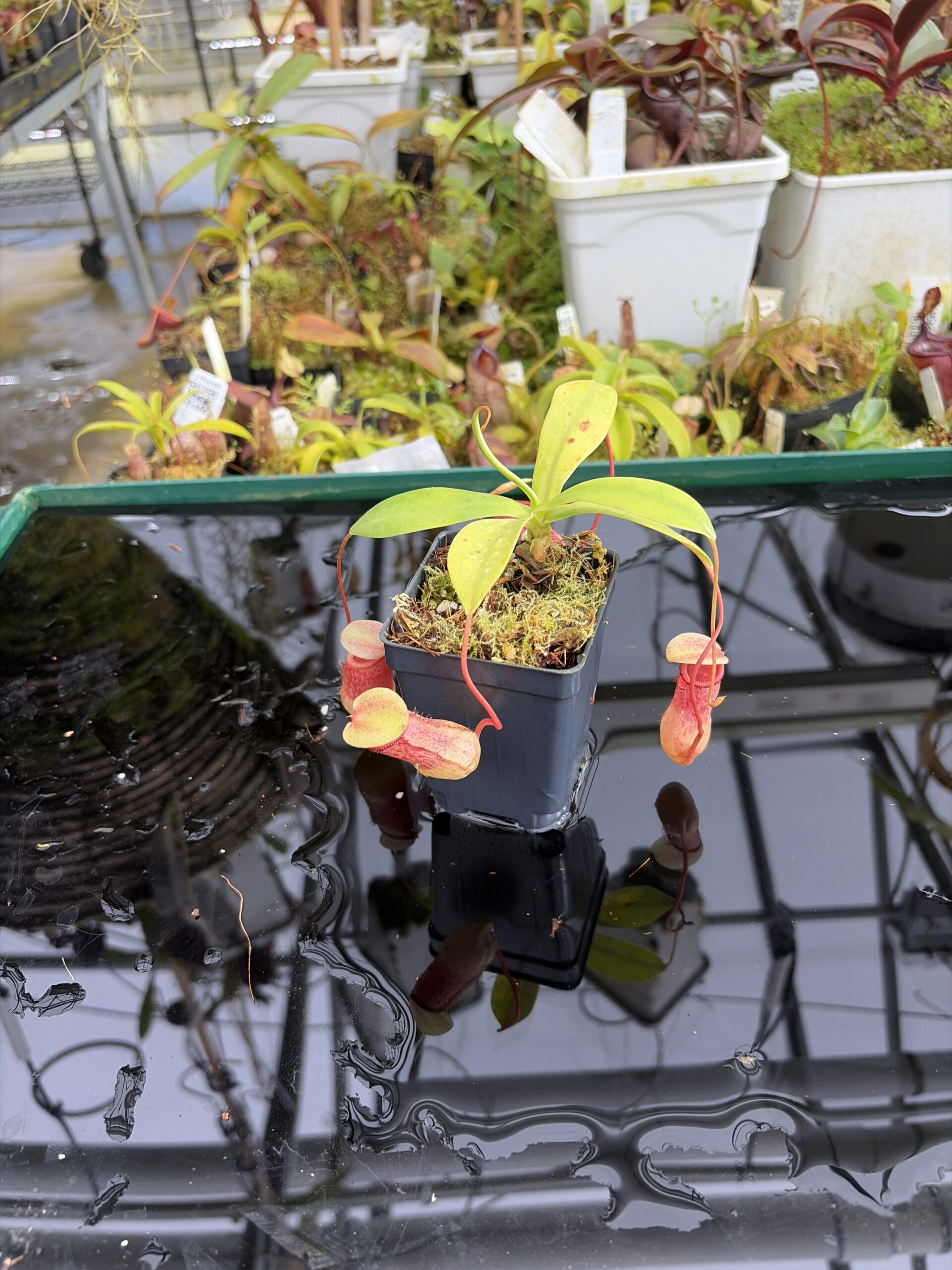 Close Up of Nepenthes ventricosa x sibuyanensis | Borneo Exotics | BE-3757 | IN27367