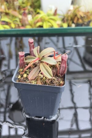 Close Up of Nepenthes vieillardii | Borneo Exotics | BE-3224 | L27053