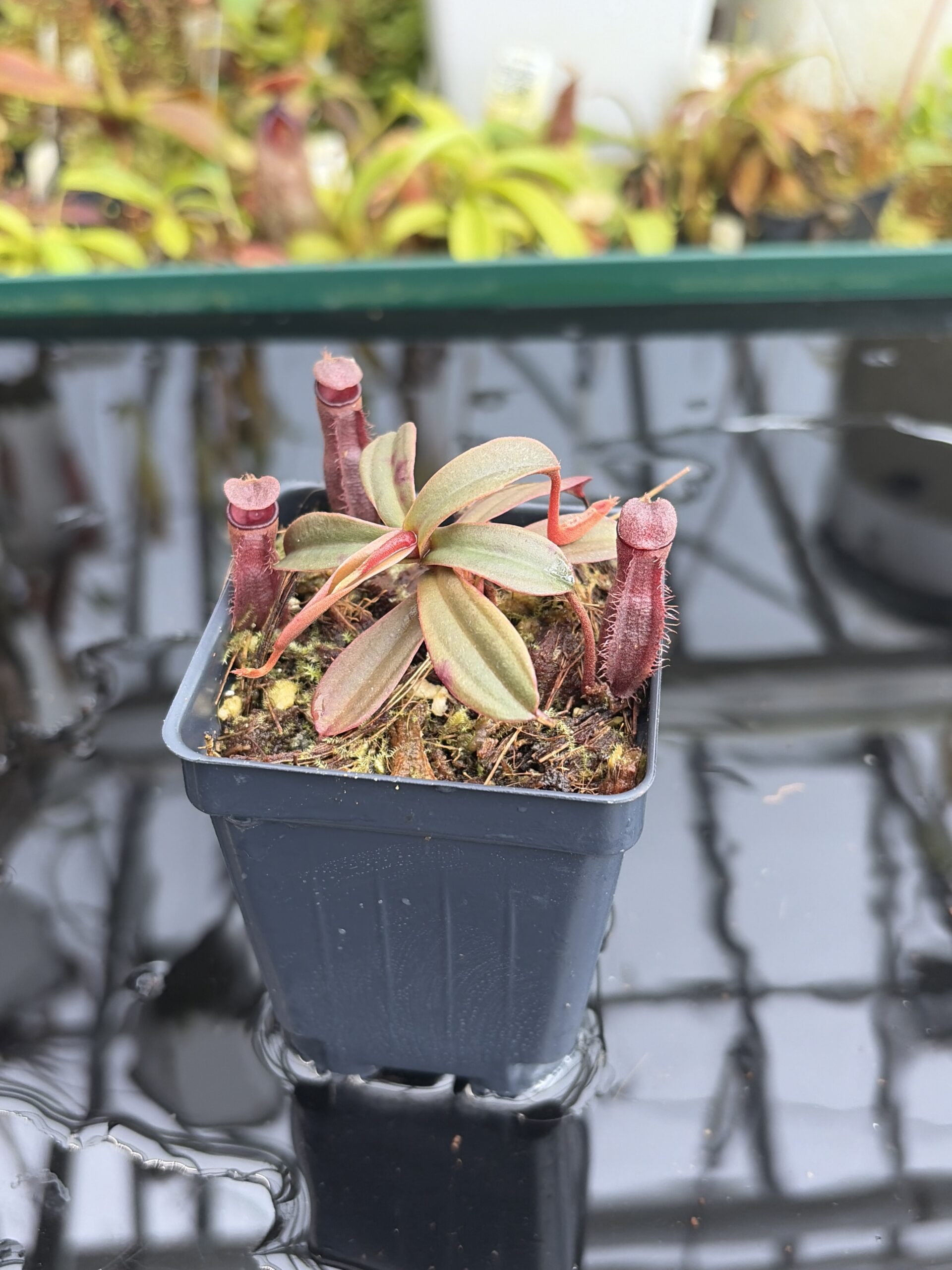 Close Up of Nepenthes vieillardii | Borneo Exotics | BE-3224 | L27053