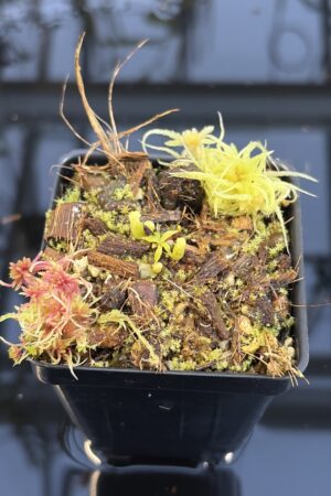 Close Up of Nepenthes villosa | G. Kinabalu | Florae Collaborative | FC-216 | H27095