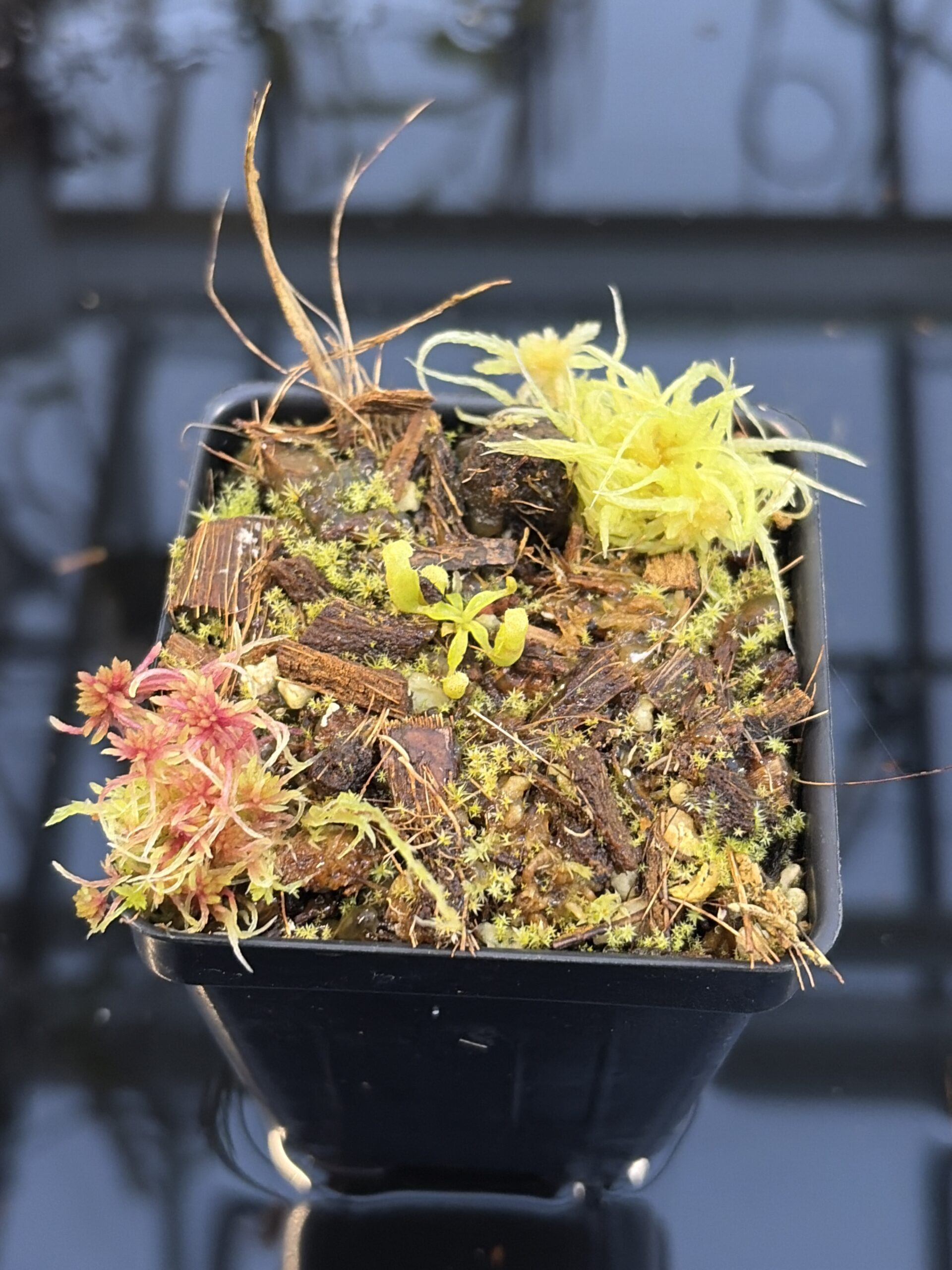 Close Up of Nepenthes villosa | G. Kinabalu | Florae Collaborative | FC-216 | H27095