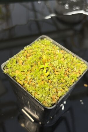 Close Up of Nepenthes villosa | G. Kinabalu | Florae Collaborative | FC-216 | H27295