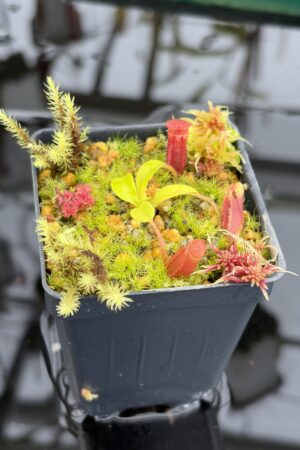 Close Up of Nepenthes villosa (Mt. Kinabalu, Borneo) | Andreas Wistuba | AW-09 | H27119