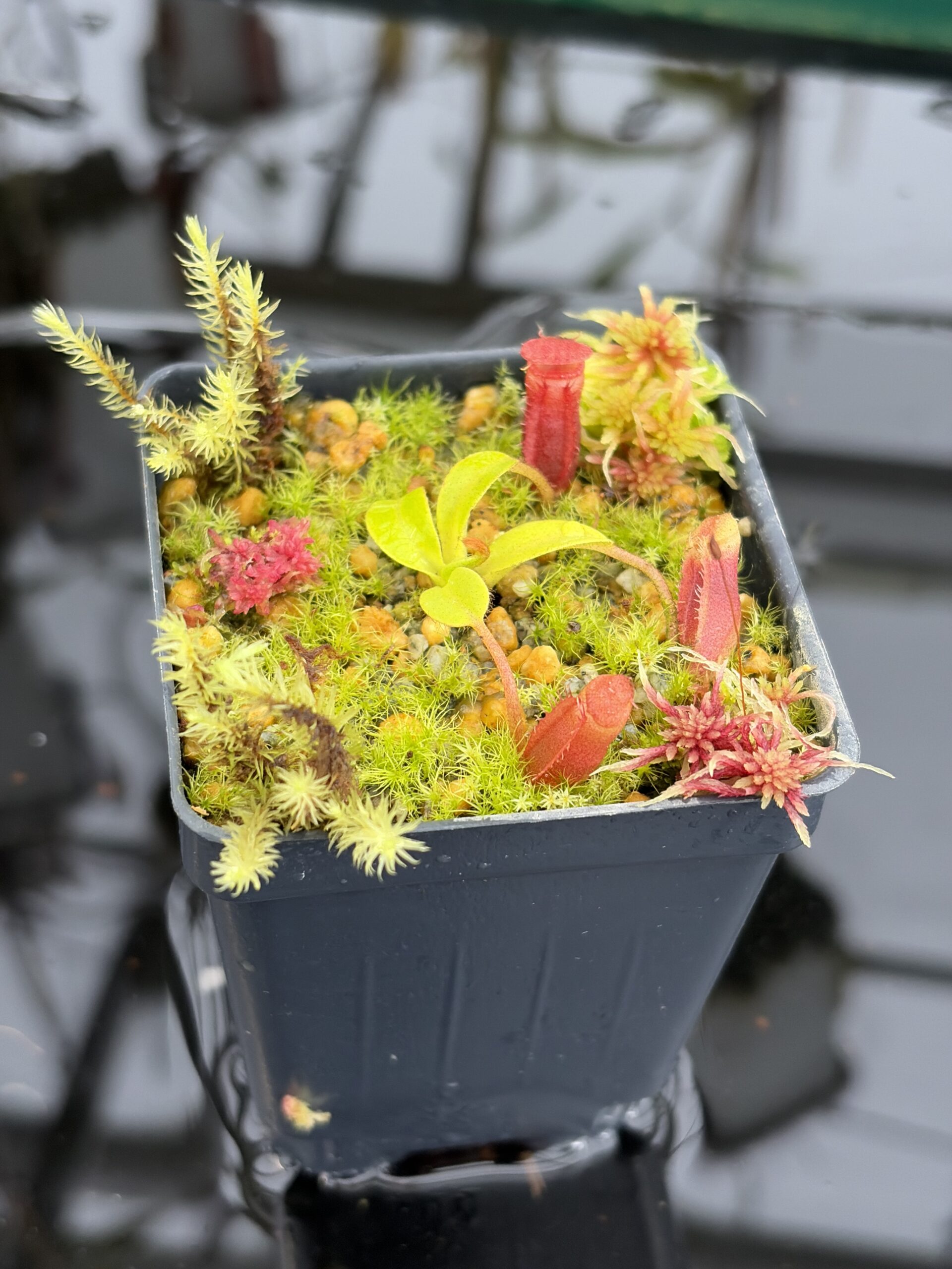 Close Up of Nepenthes villosa (Mt. Kinabalu, Borneo) | Andreas Wistuba | AW-09 | H27119