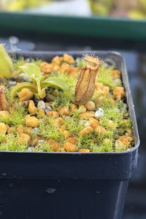 Close Up of Nepenthes villosa x edwardsiana | Clone 1 | Jeremiah Harris | JH-322.01 | H27292