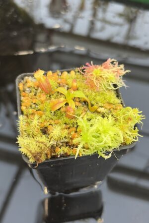 Close Up of Nepenthes villosa x edwardsiana | Clone 18 | Jeremiah Harris | JH-322.18 | H27311