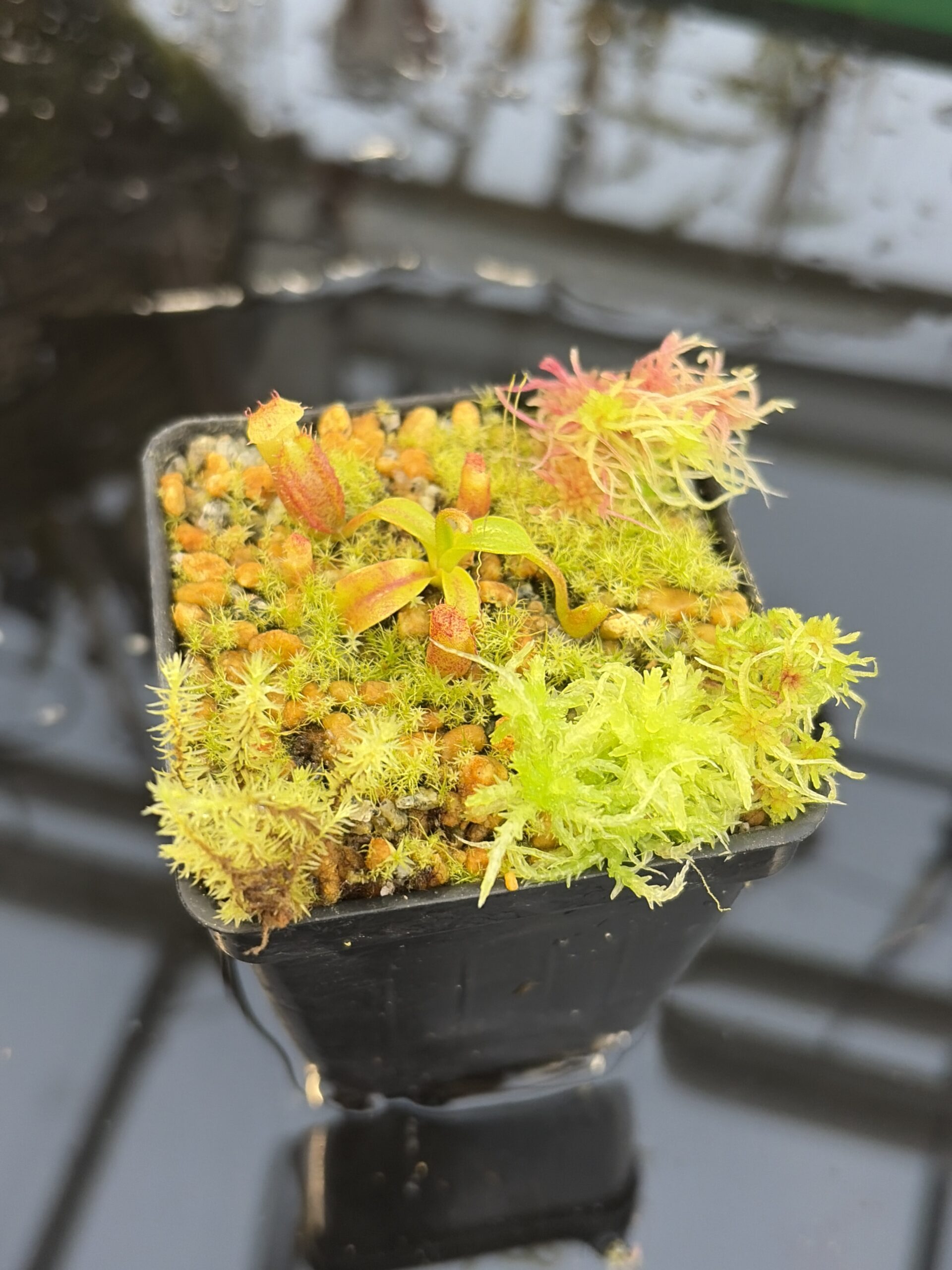 Close Up of Nepenthes villosa x edwardsiana | Clone 18 | Jeremiah Harris | JH-322.18 | H27311