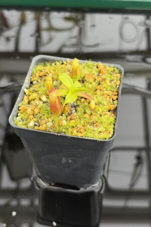 Close Up of Nepenthes villosa x edwardsiana | Clone 7 | Jeremiah Harris | JH-322.07 | H27136