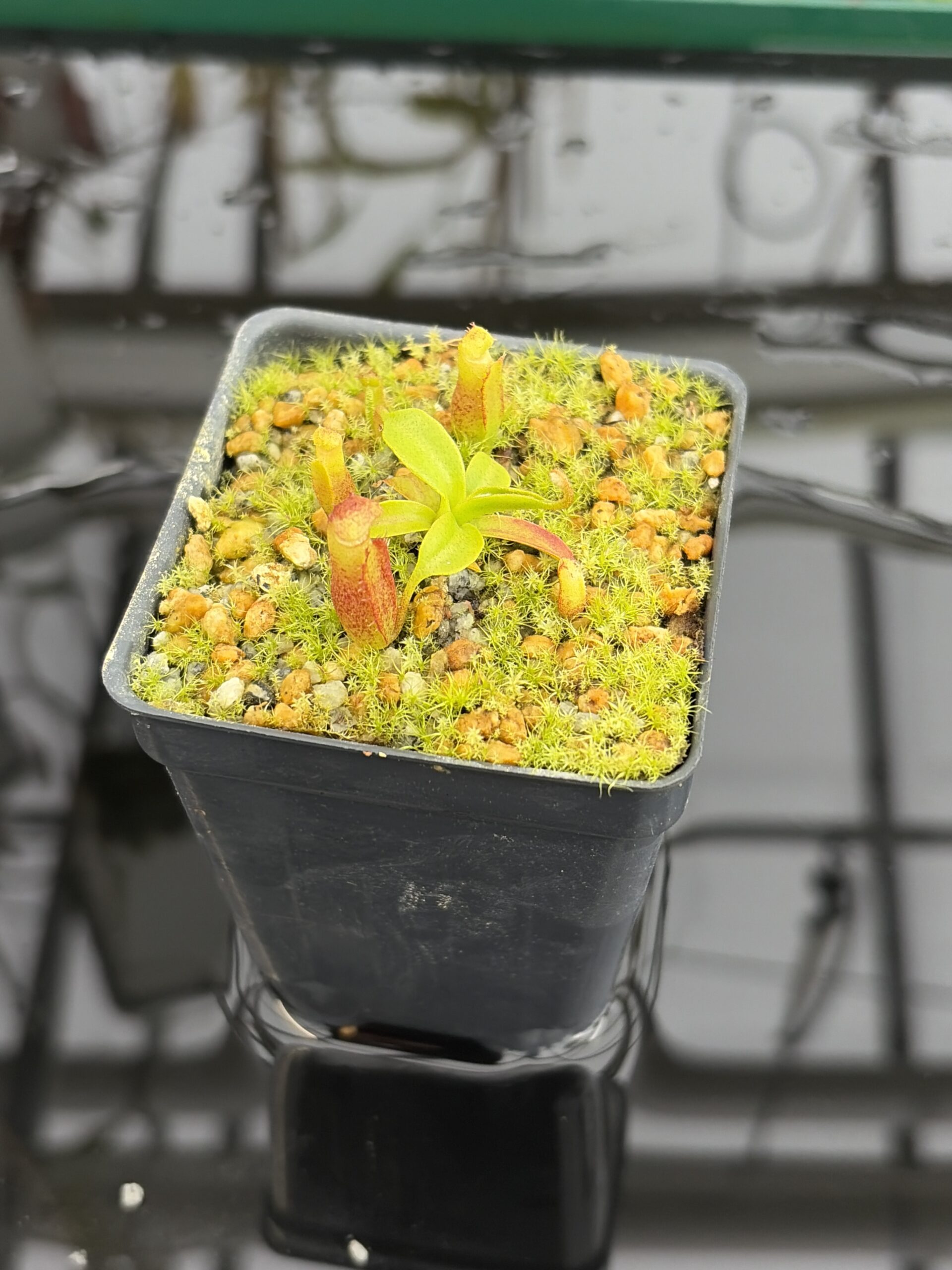 Close Up of Nepenthes villosa x edwardsiana | Clone 7 | Jeremiah Harris | JH-322.07 | H27136