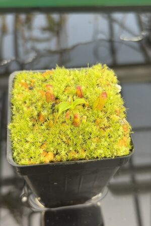 Close Up of Nepenthes villosa x edwardsiana | Clone 7 | Jeremiah Harris | JH-322.07 | H27415