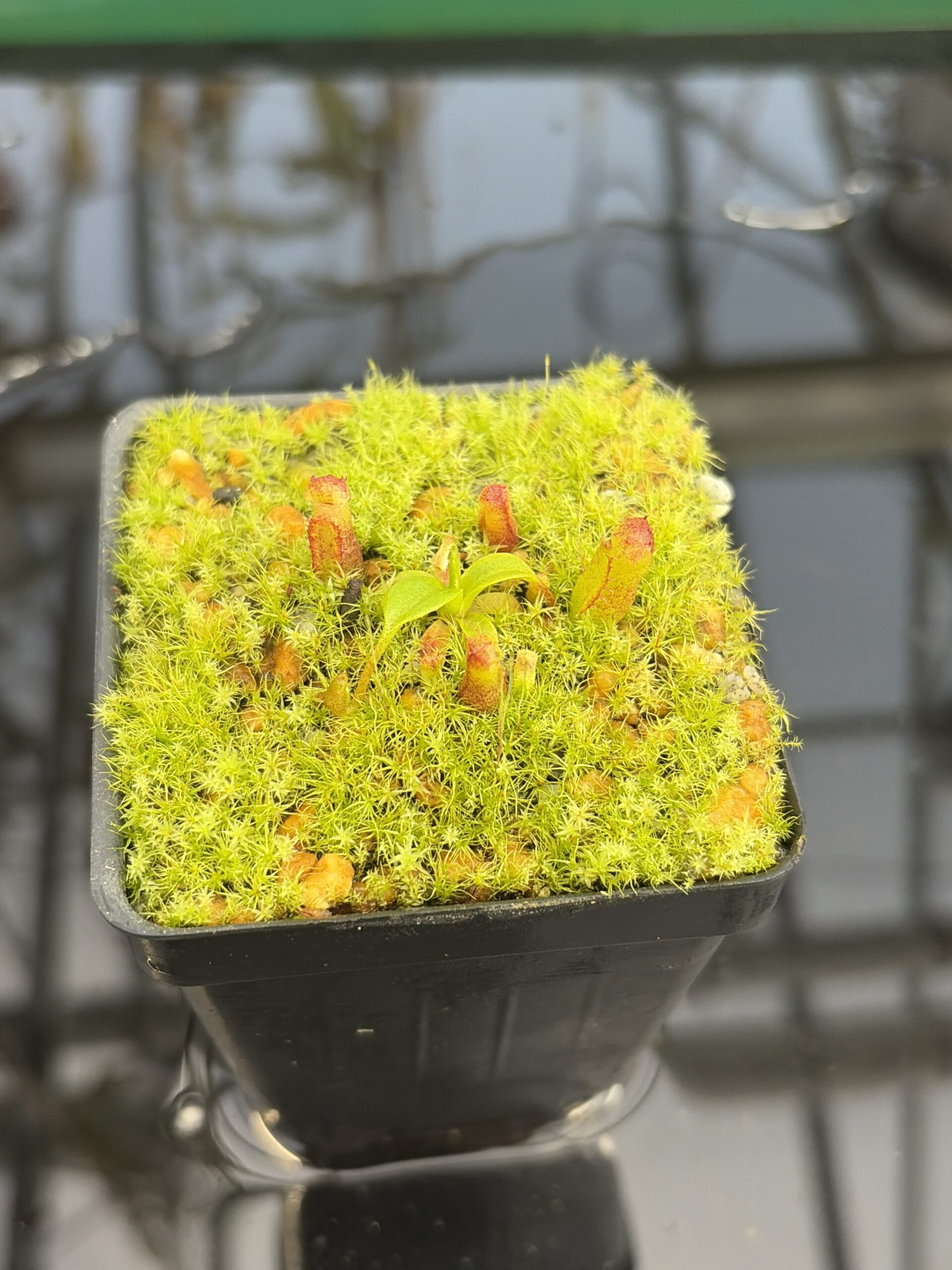 Close Up of Nepenthes villosa x edwardsiana | Clone 7 | Jeremiah Harris | JH-322.07 | H27415