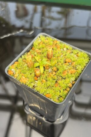 Close Up of Nepenthes villosa x edwardsiana | JH | Clone 2 | Jeremiah Harris | JH-322.02 | H27413